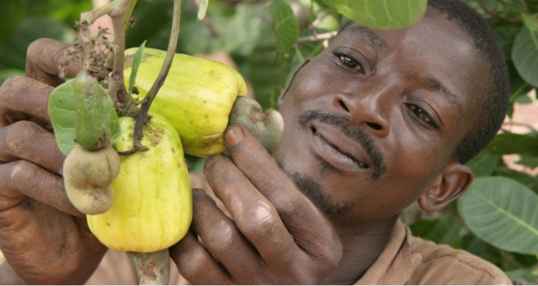 112% entre 2016 et 2022 : L'impressionnante progression de la production de l'Anacarde au Togo